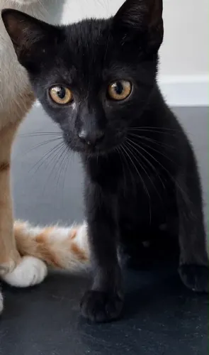 Gata para doação urgente!