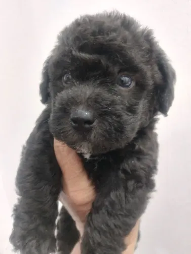 Pet