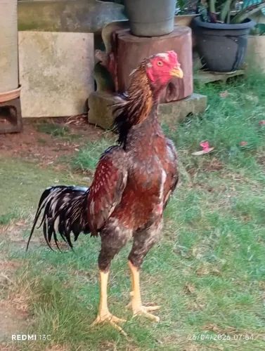 Frango, galo índio apurado 