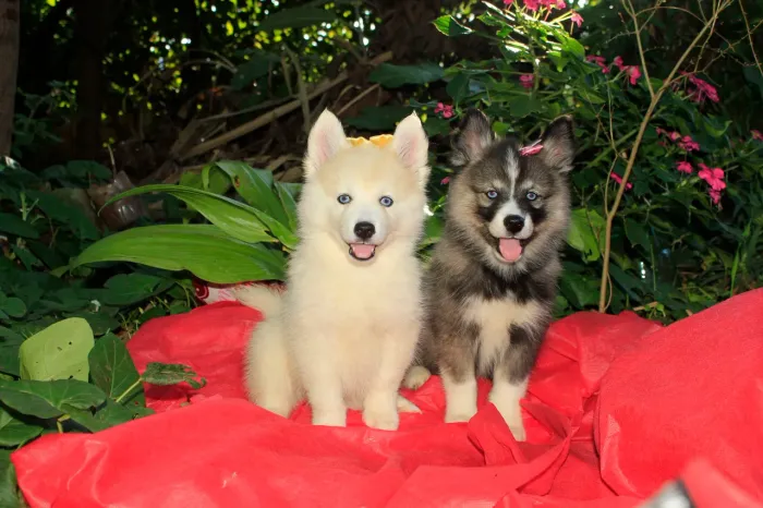 Filhotes  pomsky !!!! Mini Husky !!!!! Promoção  !!!!!