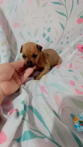 Pinscher miniatura macho 