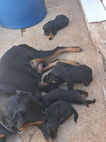 Filhotes de rottweiler alemão