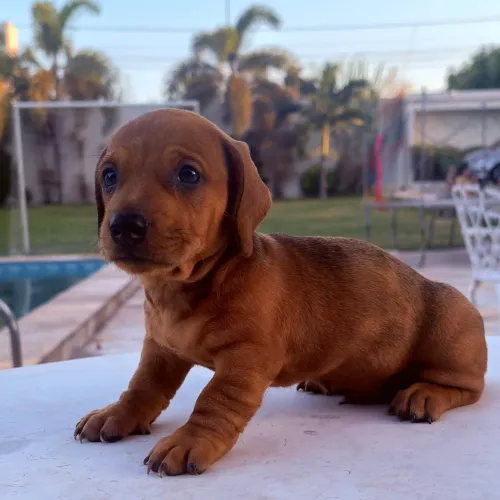 Salsicha (Dachshund) Macho