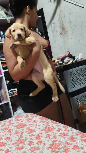 Filhotes de Labrador