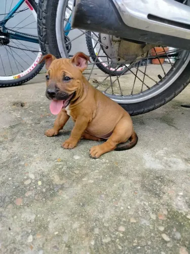 fêmea American Bully terrier 