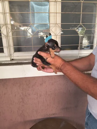 Pinscher mini disponível para criança
