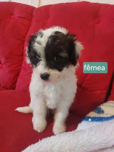 Doação de filhotes( mãe é uma goldendoodle)