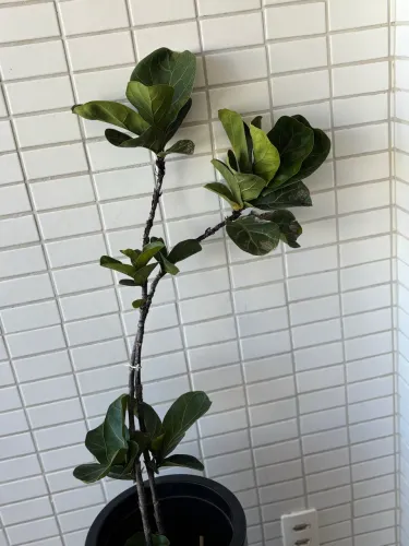 Planta Ficus Lyrata com Vaso Decorativo Alto - Planta Natural