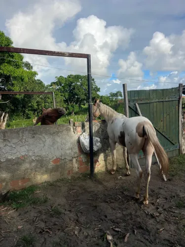Porda Paint Horse