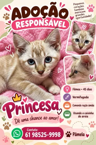 Adoção responsável gata