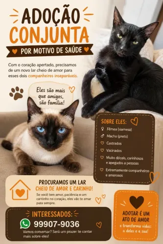 Gatos castrados pra adoção responsável