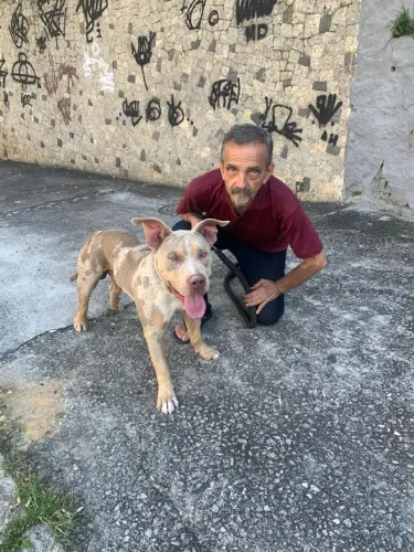 Adestramento de cães