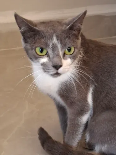 Doação gatinha cinza de 1 ano