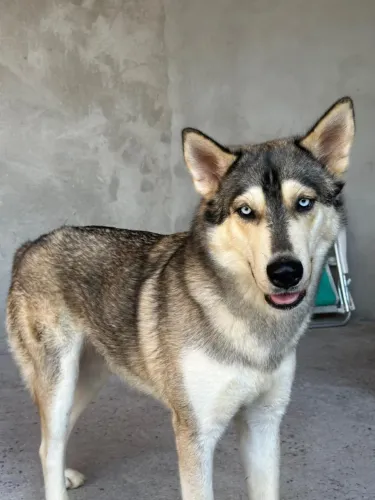 Doando husky siberiano de 2 anos