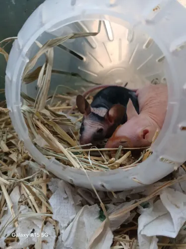 Camundongo sem pelos hairless