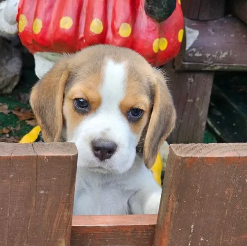 Beagle: inteligência, diversão e companheirismo em um só cão.
