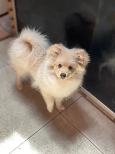 Spitz alemão 4 meses