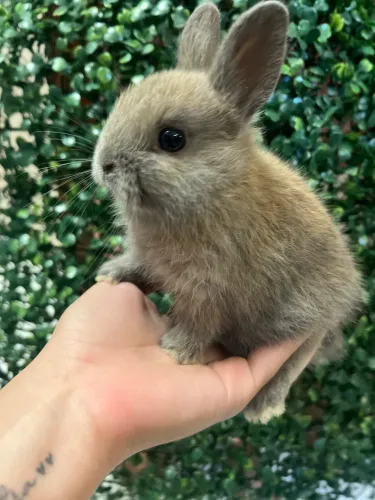 Mini coelho fêmea 