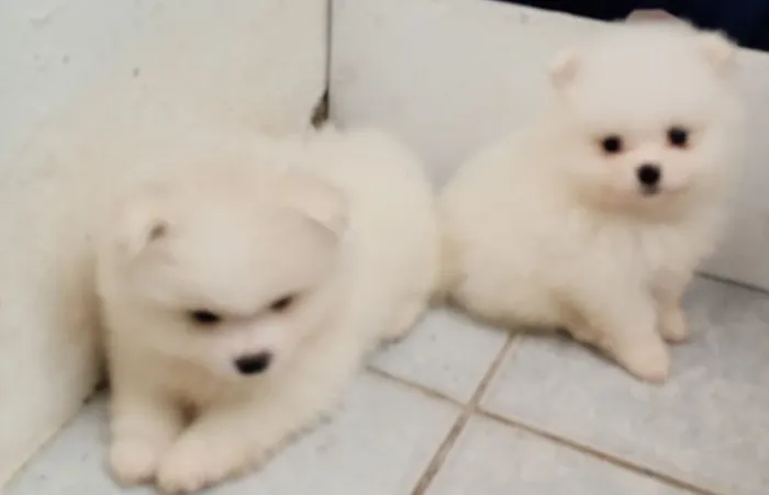 Filhotes de spitz alemão machos disponíveis!