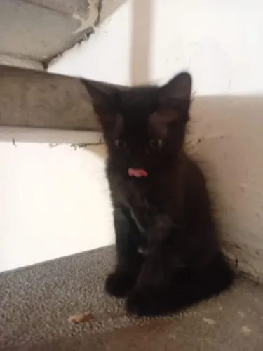Quem quer um pretinho fofinho?