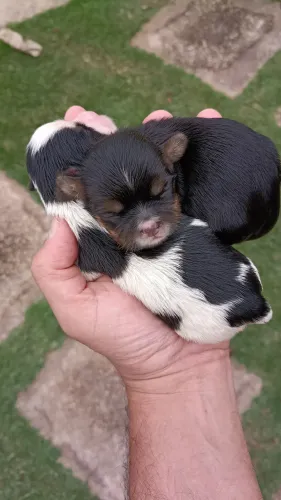 CASAL LHASA APSO