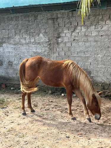Potra,1 ano