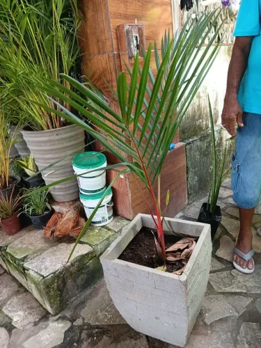 Palmeira lacra