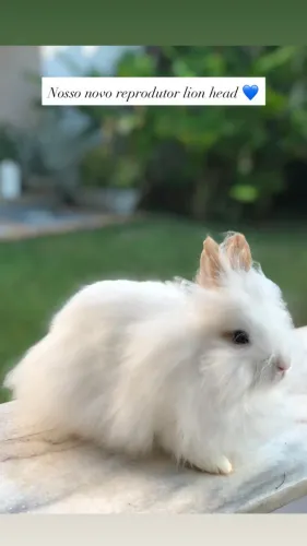 Mini coelhos adultos disponíveis