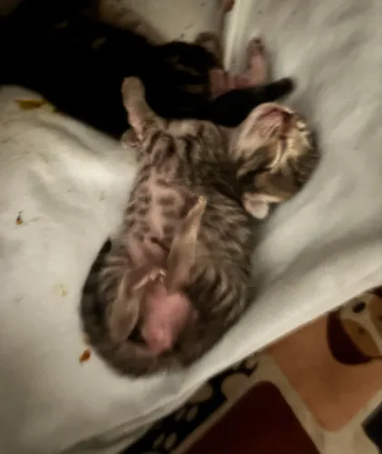 Gatos para adoção