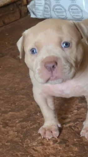 Pitbull Monster 