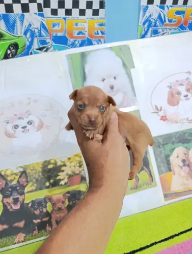 Pinscher miniaturas