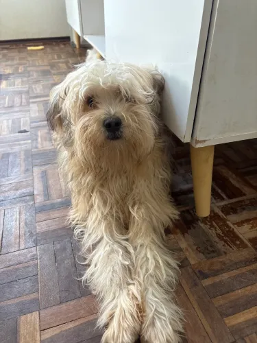 Estou doando estes cachorros da raça shih tzu