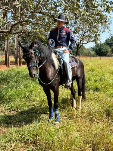 cavalo mangalarga marchador 