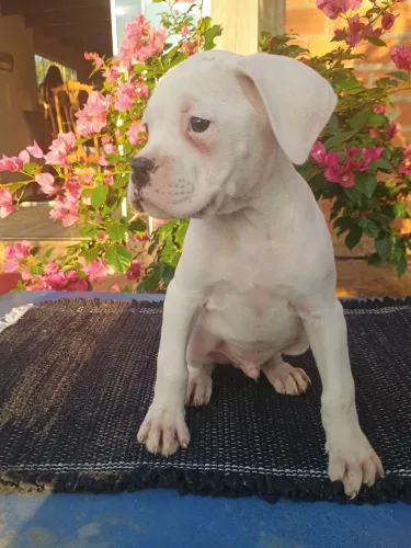 Vendo filhote de boxer 