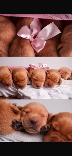 Filhotes de Labrador