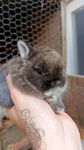 Coelho anão Netherland dwarf
