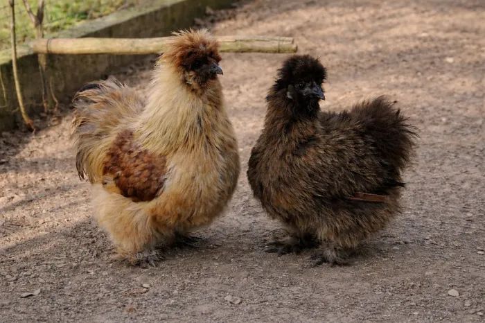 Casal galinha sedosa Japão 