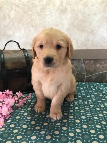 Golden Retriever,Golden Retriever Filhote com Estrutura Perfeita e Jeito Amável