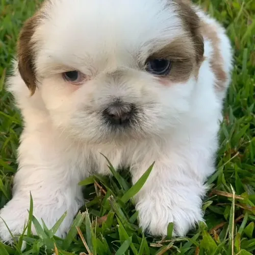 Shih Tzu selecionados com dedicação