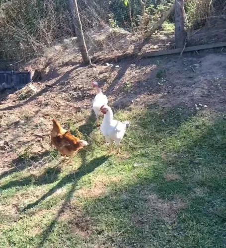 Vende-se