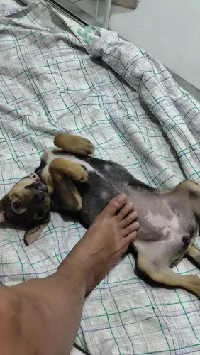Doação de filhote