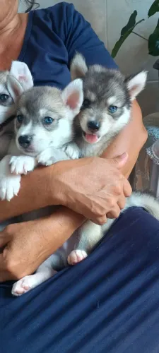 Cachorros whisky siberiano