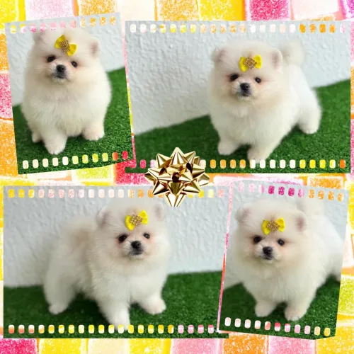 !!! Um show !!! Lulu da pomerania