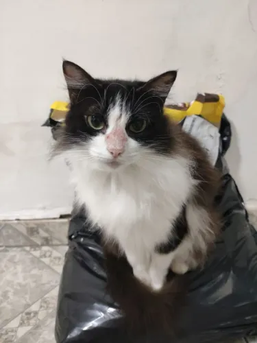 Gata para adoção responsavel