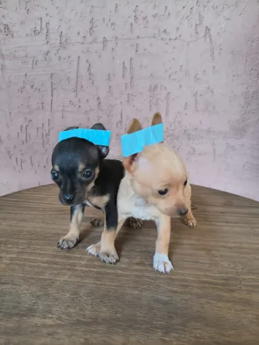 Pinscher mini disponível