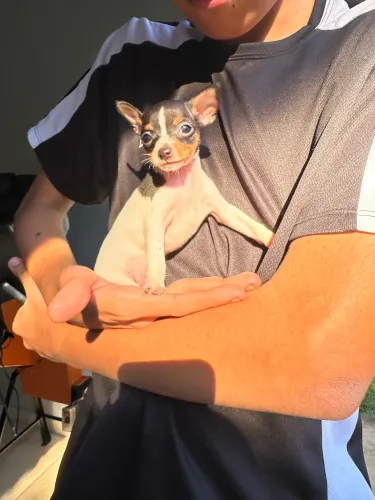 Pincher