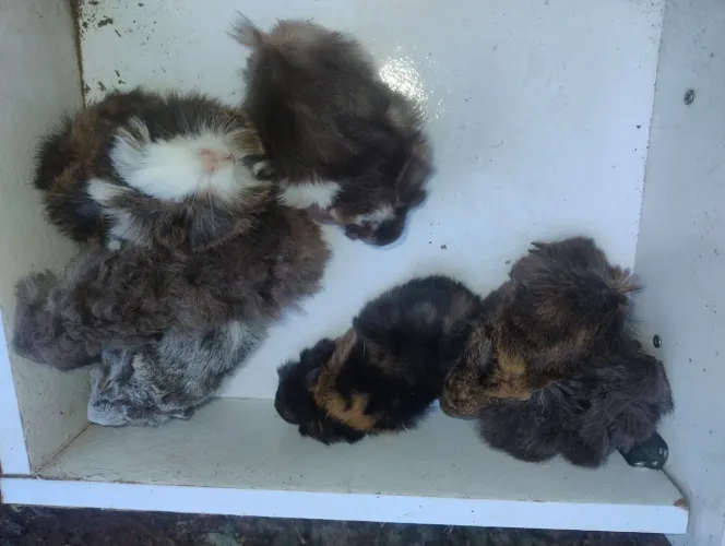 Porquinhos da india peludinhos para o dia das crianças.