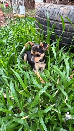 Pinscher macho