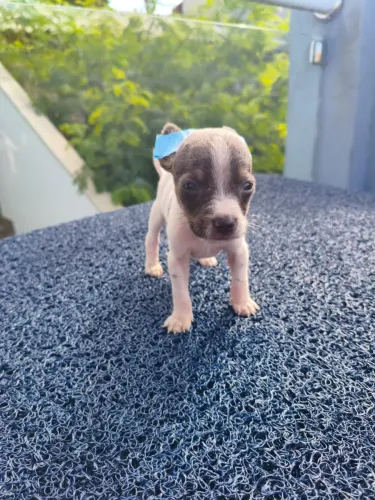 Filhotes de Pinscher ZER0 para novo lar em Campinas