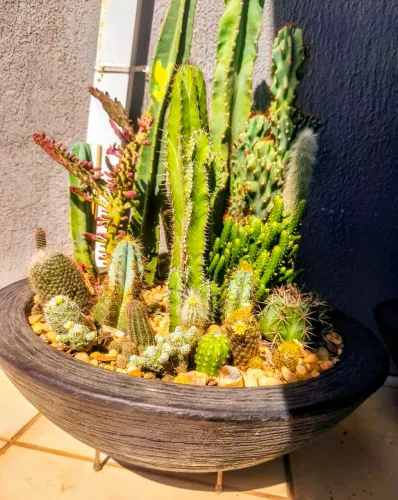 Vaso bacia de cactos (arranjo)